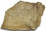 Dinosaur (Triceratops) Frill Shield Section - Montana #321965-1